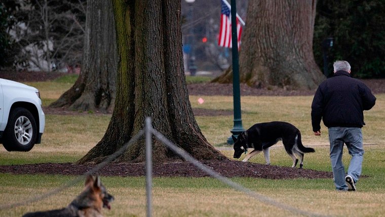First dogs Champ and Major Biden are seen on the South Lawn of the White House in Washington, DC, on January 25, 2021. - Joe Biden