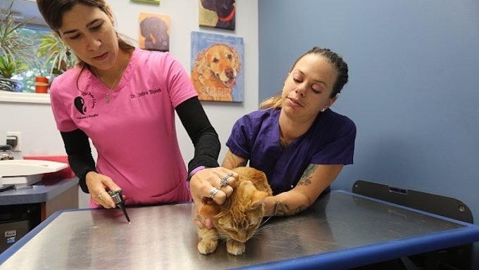 MONROE - 21. SEPTEMBER: Pete, ein orangefarbenes Tabby-Kätzchen, das eine Untersuchung durch einen Tierarzt an der Veterinärklinik Haustiere I Love am 21. September 2016 in Monroe, NY erhält. (Foto von Waring Abbott / Getty Images)