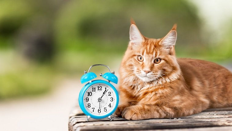 Entzückende rote Katze mit Uhr auf Tisch