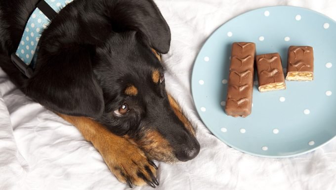 dog next to chocolate bars