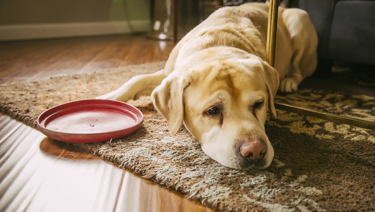 Leberkrebs bei Hunden Symptome, Ursachen und Behandlungen Haustiere Welt