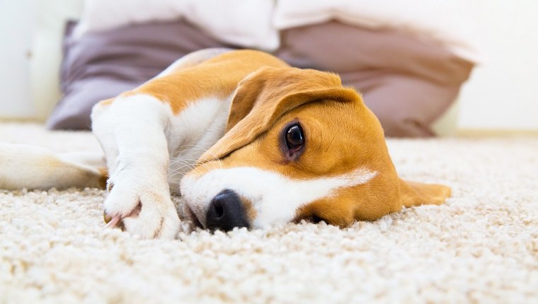 Müder Hund auf Teppich. Trauriger Beagle auf dem Boden. Hund, der nach dem Training auf weichem Teppich liegt. Beagle mit traurig geöffneten Augen drinnen. Schöner Tierhintergrund.