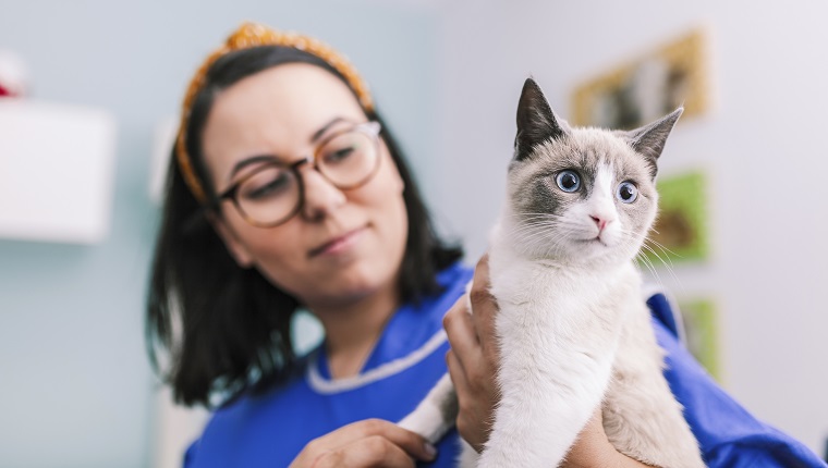 Frau, die Katze an der Tierklinik hält