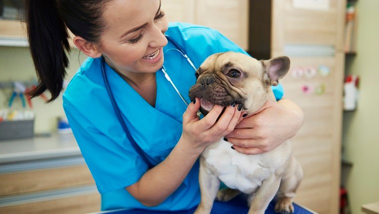 Tierärztin, die die Zähne des Hundes in der Tierarztpraxis untersucht