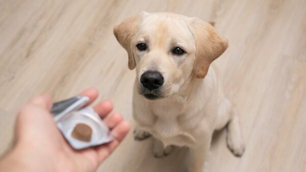 Omeprazol für Hunde Verwendung, Dosierung und Nebenwirkungen