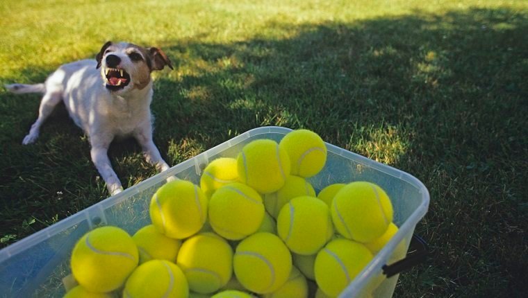 Jack Russell Terrier (Pfarrer Jack Russell Terrier) im Hinterhof an einem sonnigen Tag im Schatten knurrt und schützt einen Behälter mit Tennisbällen.