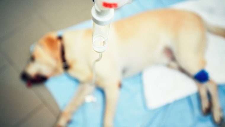 Labrador Retriever in der Tierklinik. Alter kranker Hund mit Aufguss. - selektiver Fokus