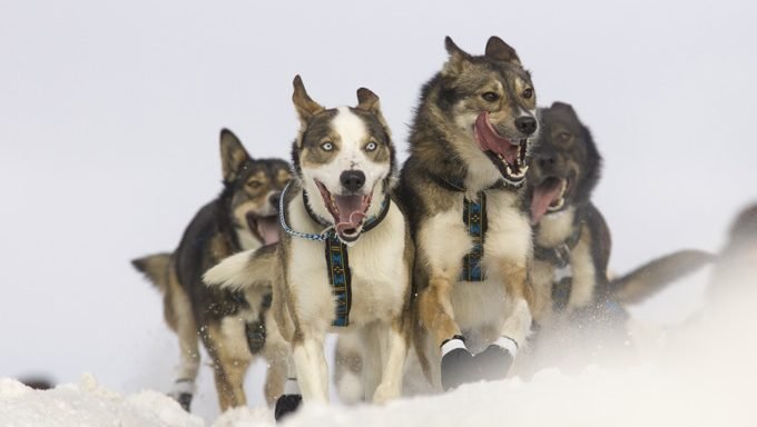Schlittenhunde laufen im Schnee
