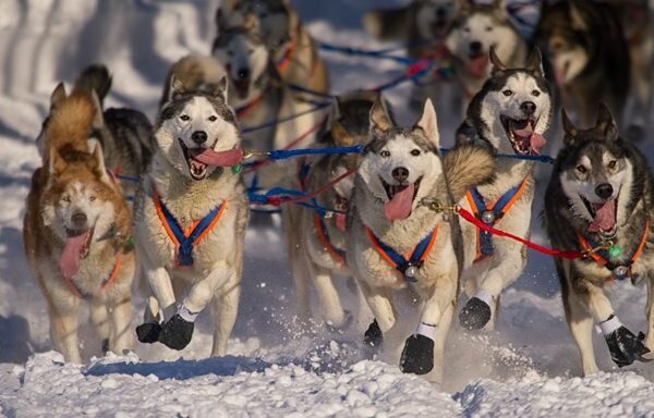 sled dogs running through snow