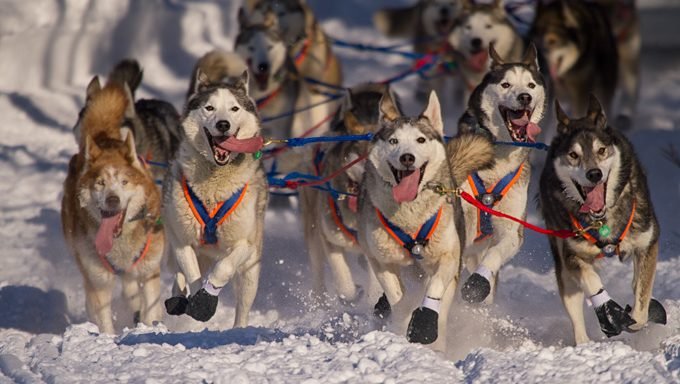 sled dogs running through snow