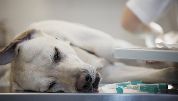 Kranker Labrador Retriever in der Tierklinik.