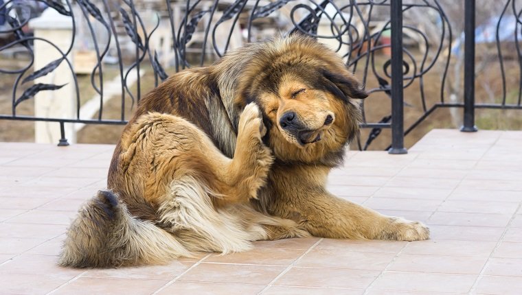 Tibetischer Mastiff-Hund, der Floh kratzt
