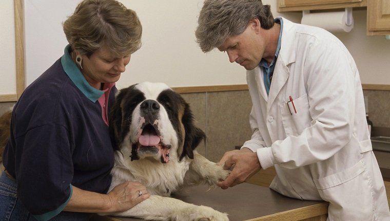 Männlicher Tierarzt, der einen Hund mit einer Frau untersucht