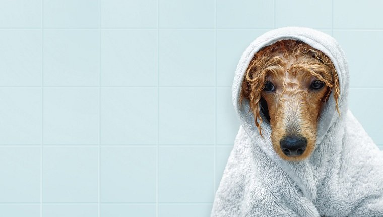 Nasser Pudelhund nach dem Bad mit einem Handtuch.
