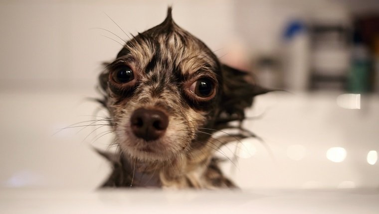 Nasser Chihuahua-Hund, der in einem Bad sitzt