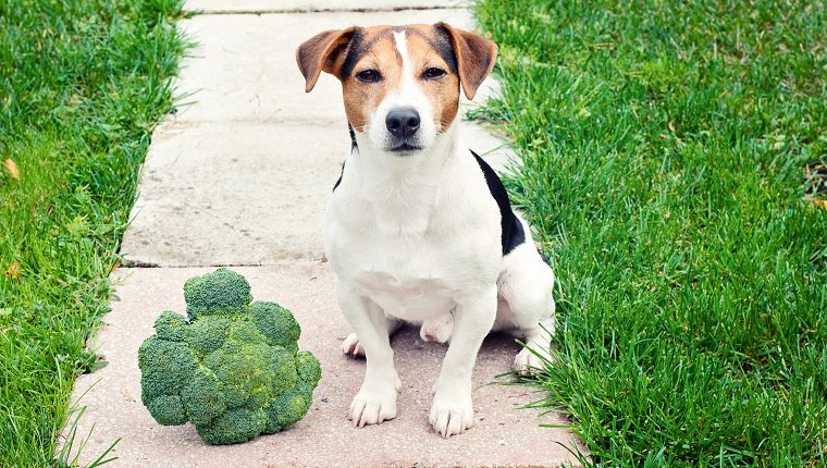 Jack Russell Terrier Hund sitzt mit Brokkoli im Freien und schaut in die Kamera Kann Haustier essen Brokkoli-Konzept
