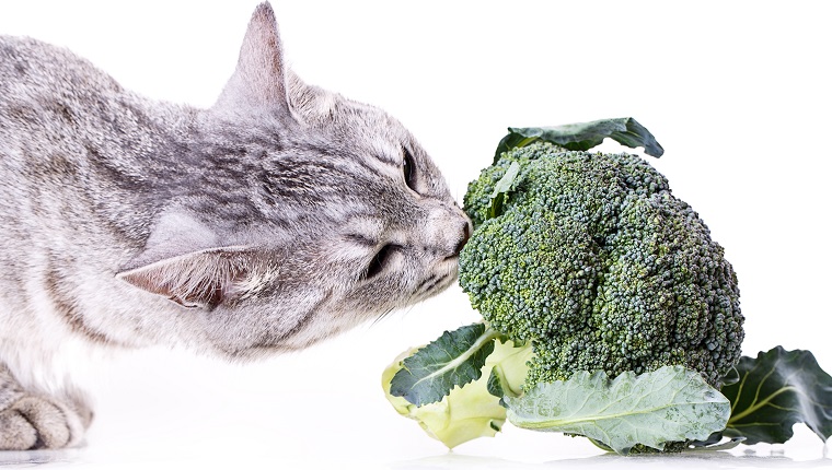 graue Katze, die einen Brokkoli riecht