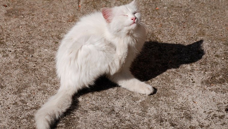 Ein junges weißes Kätzchen kratzt sich.