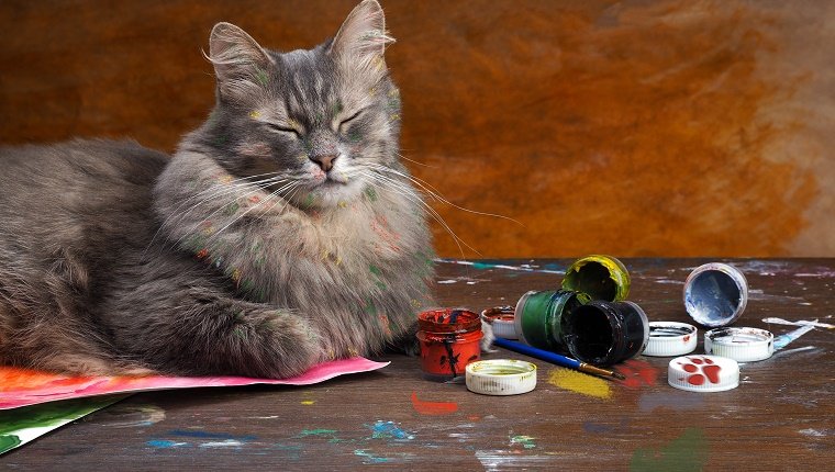 Künstlerisches Durcheinander mit dem Katzenkünstler. Katze spielt mit Farben auf dem Tisch. Die Farbe wird gegossen, die Katze in Farbe verschmiert. Farbdosen. Porträt einer mehrfarbigen Katze