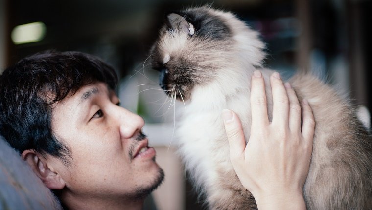 Japanischer Mann, der sein Haustier Himalaya-Katze hält