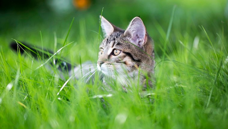 kleine getigerte Katze in grüner Gras