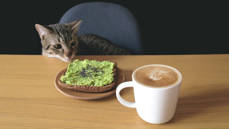 Tabby-Katze, die geröstetes Brot und Kaffeetasse auf Tisch gegen schwarzen Hintergrund betrachtet