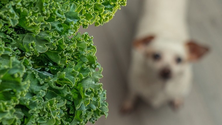 Grünkohl-Nahaufnahme mit weißem Hund im Hintergrund