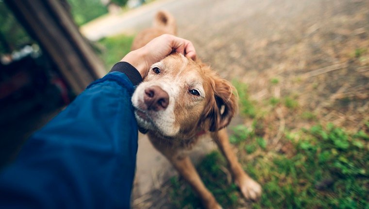 9 Mythen über Hunde, die gesprengt werden müssen Haustiere Welt