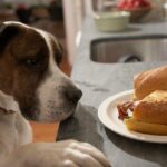 Dog with paw on counter looking at sandwich on plate