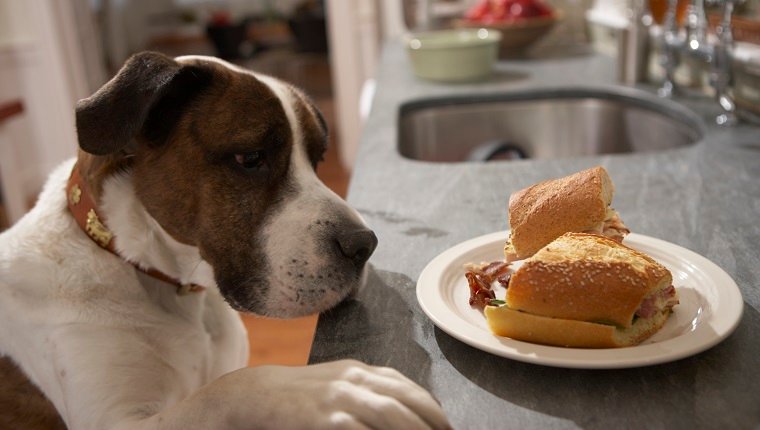 Dog with paw on counter looking at sandwich on plate