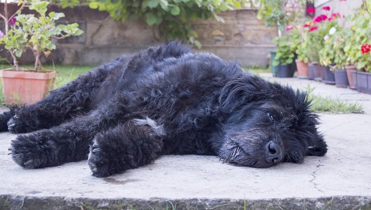 Porträt eines alten und müden großen schwarzen Hundes, der im Hinterhof liegt