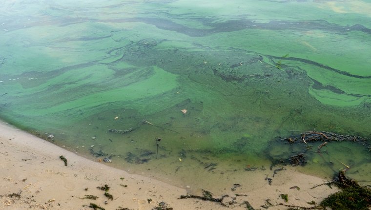 Grünes Wasser mit Blaualgen Cyanobakterien verschmutzt