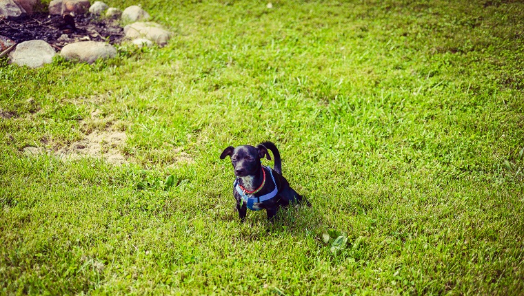 Kleiner Hund pinkelt im Hof ​​und sieht sehr zufrieden aus, um sich zu erleichtern