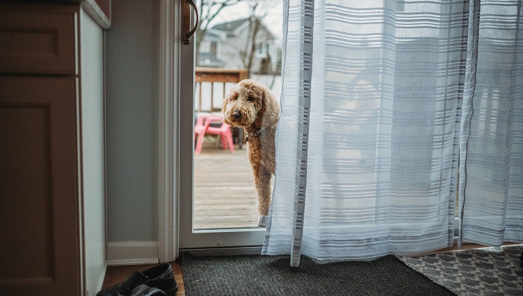 Behalten Sie Ihren Hund immer im Auge, wenn er draußen ist