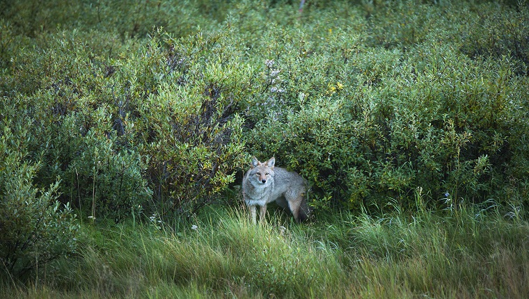 Vermeiden Sie Orte, an denen sich Kojoten verstecken können