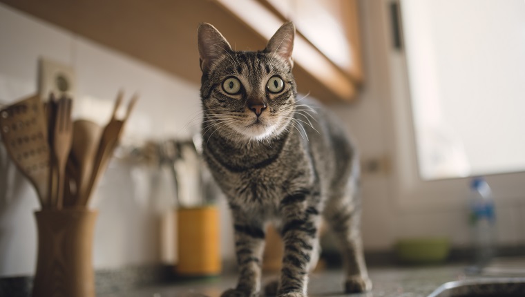 Spanien, Tabby-Katzenporträt zu Hause