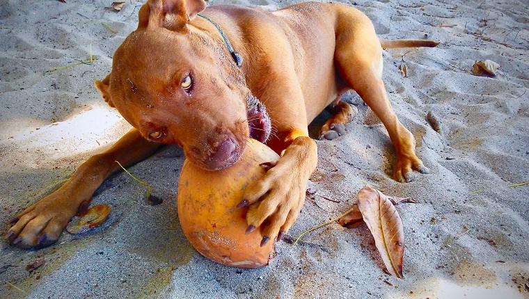 Hund am Strand, der auf einer Kokosnuss kaut