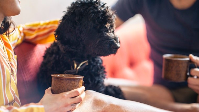 Hipster-Paar, das Kaffee mit Haustierhund auf Sofa hat