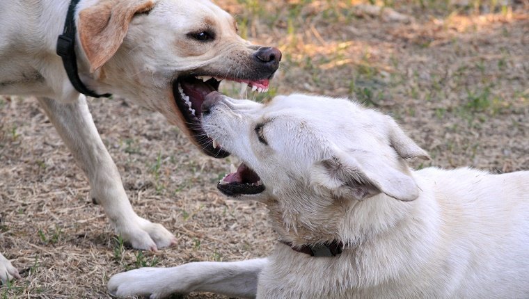 Horizontales Bild von zwei kämpfenden Labrador-Hunden. Der Hund links ist der Angreifer und der Hund rechts unterwirft sich. Zähne und Zahnfleisch sind sichtbar, wenn der Angreifer einen Bissen nimmt. Das Bild weist aufgrund der erforderlichen hohen Verschlusszeit eine gewisse Körnung auf.