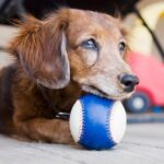 Long-haired Dachshund with ball