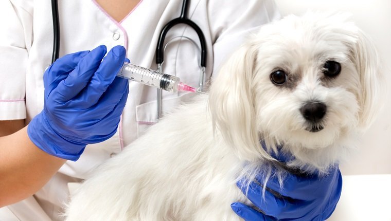 Vom Tierarzt geimpfter Hund