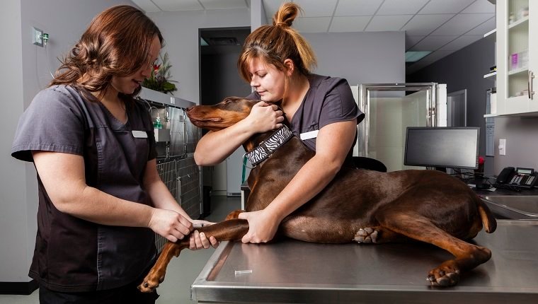 Hund bekommt Injektion, möglicherweise zur Behandlung von Azotämie