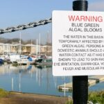 Sign at Preston Marina warning the public about the dangers of blue-green algae