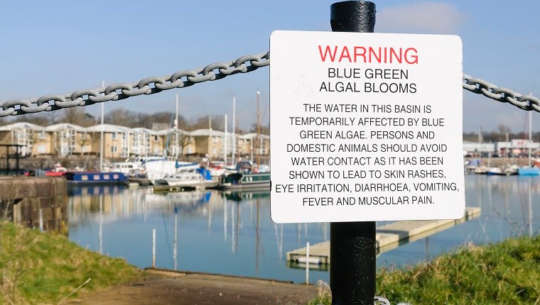 Unterschreiben Sie in Preston Marina und warnen Sie die Öffentlichkeit vor den Gefahren von Blaualgen