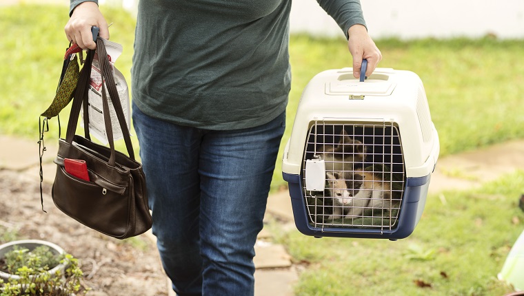 Nahaufnahme einer Frau, die zwei entzückende adoptierte Kätzchen in einem Haustierträger nach Hause trägt