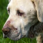 Close-up image of senior White Labrador dog in poor health. has cutaneous vasculitis.