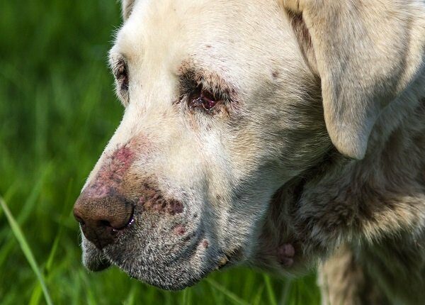 Close-up image of senior White Labrador dog in poor health. has cutaneous vasculitis.