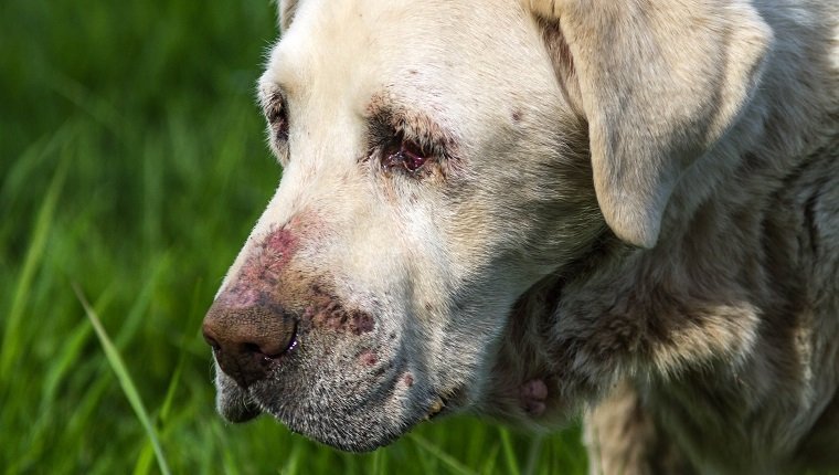 Nahaufnahmebild des älteren weißen Labrador-Hundes in schlechtem Gesundheitszustand. hat Hautvaskulitis.