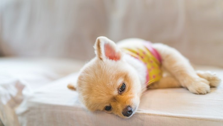 Tired and sleepy pomeranian dog wearing t-shirt, sleeping on sofa, with copy space, concept of hanging over or Monday work. dog might have symptoms of hyperkalemia.