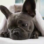 french bulldog dog relaxing or daydreaming in bedroom , thinking about life
